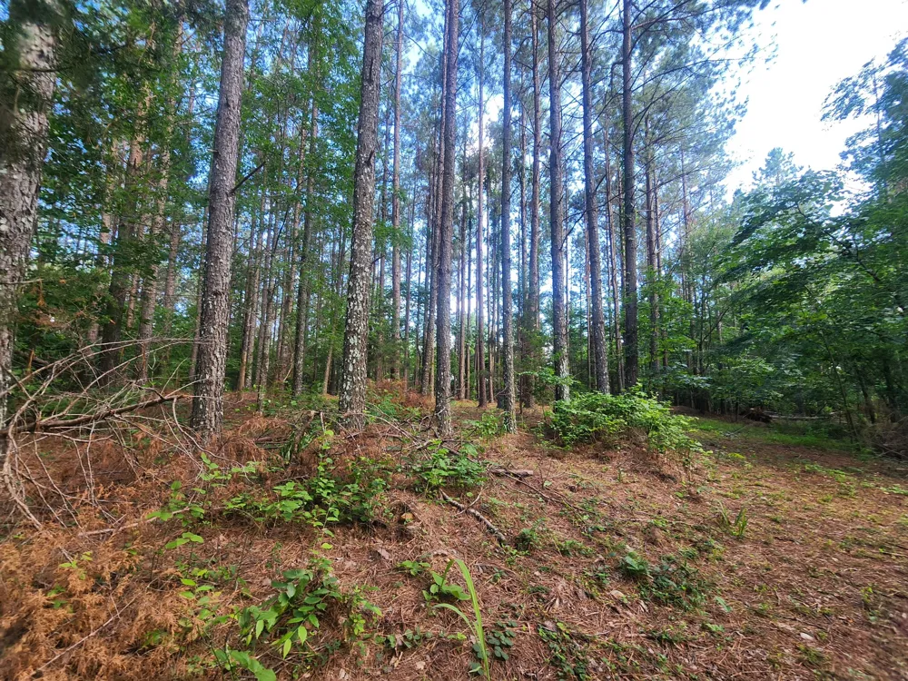 0 Sinking Creek Rd Linden, TN 37096