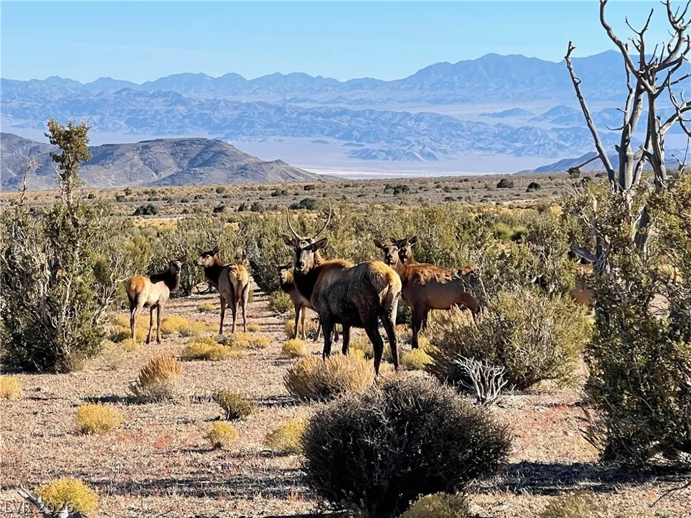 154 Oak Trail Circle Cold Creek, NV 89124