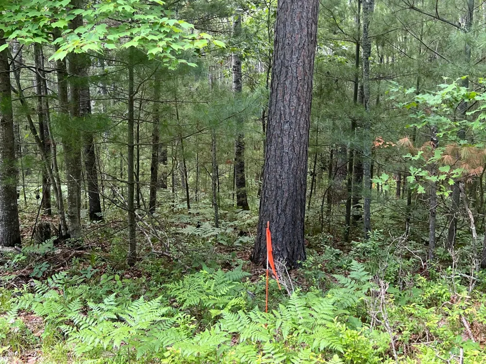 LOT 15 Loon Lake Road Danbury, WI 54830