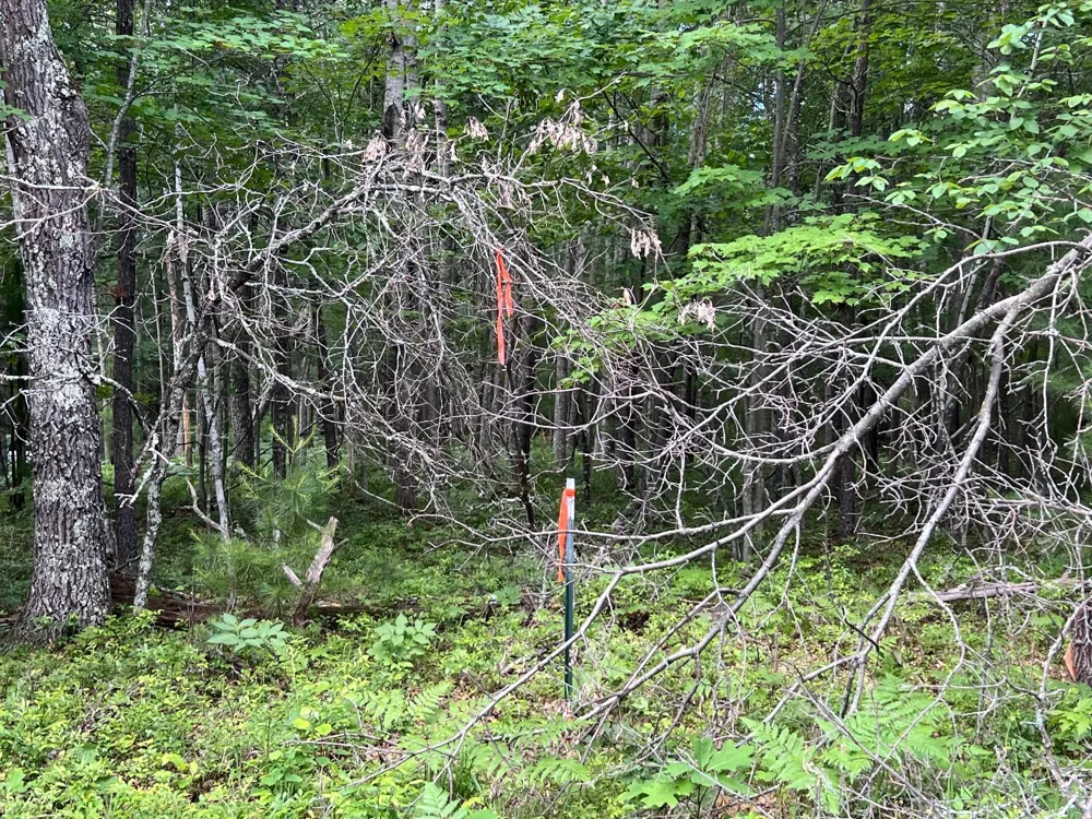 LOT 15 Loon Lake Road Danbury, WI 54830