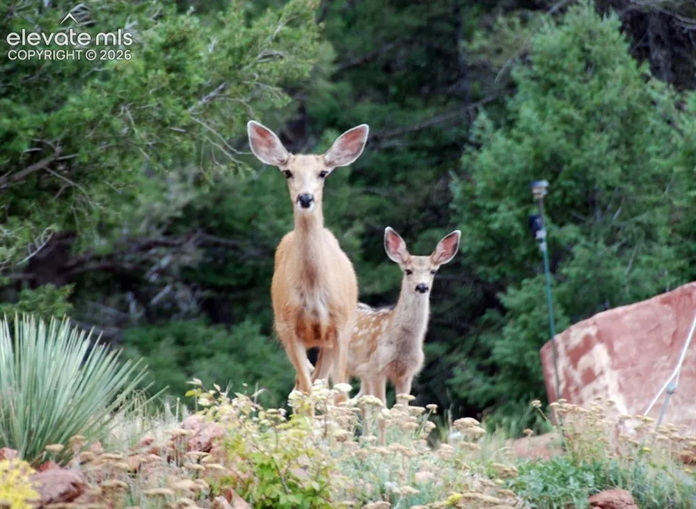 13035 Deer Ridge Way Larkspur, CO 80118