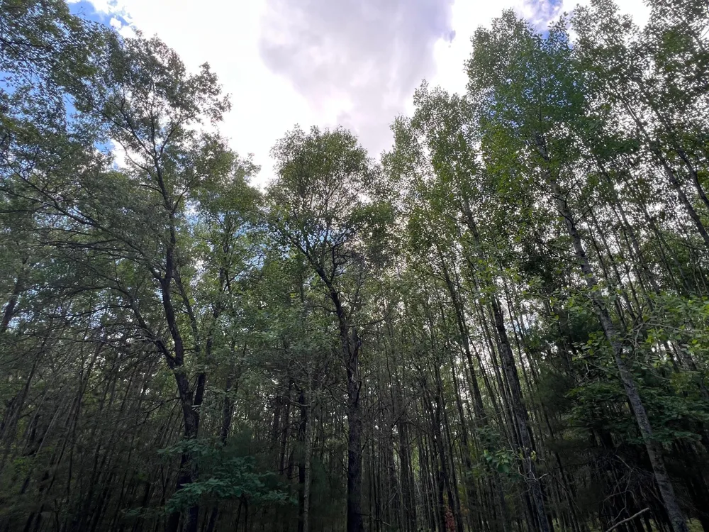 LOT 14 Loon Lake Road Danbury, WI 54830