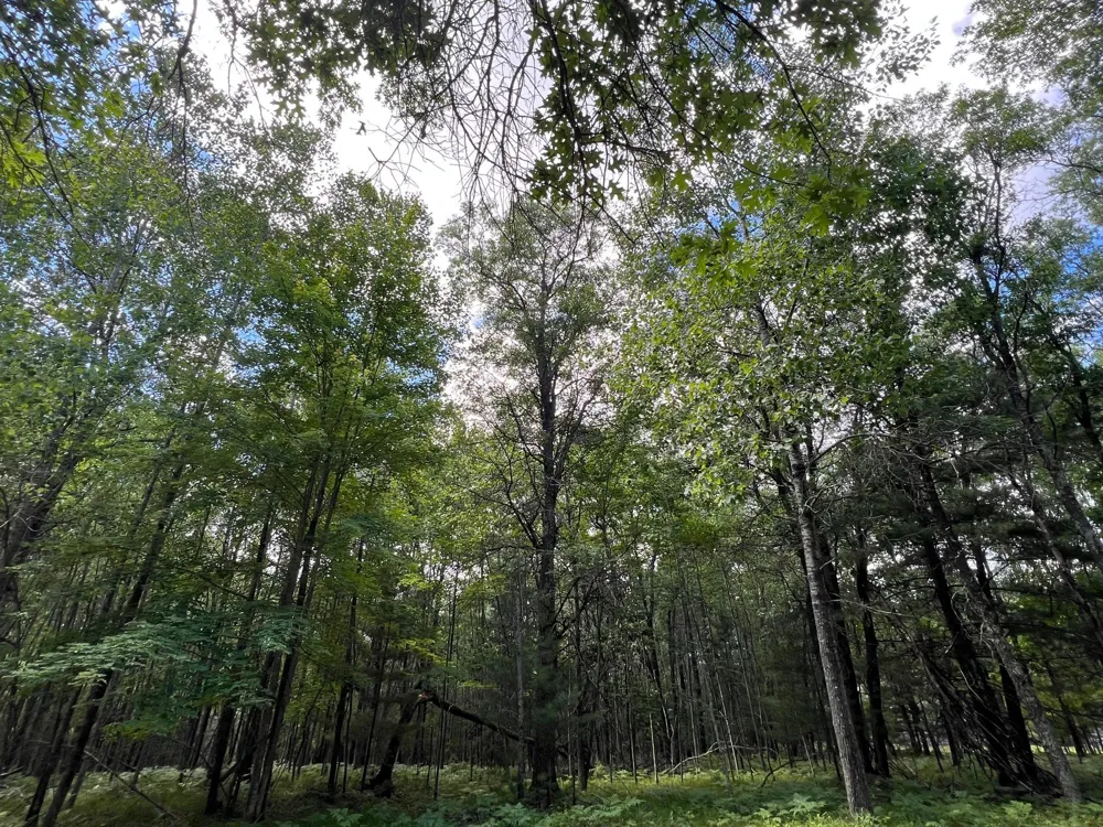 LOT 14 Loon Lake Road Danbury, WI 54830