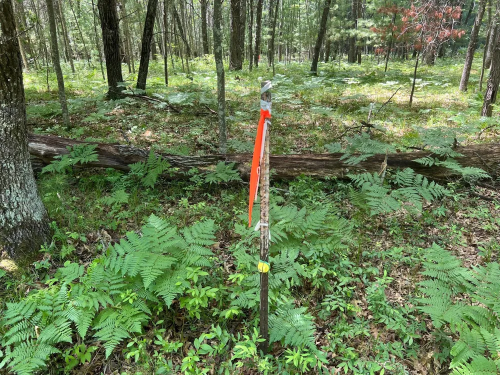 LOT 14 Loon Lake Road Danbury, WI 54830