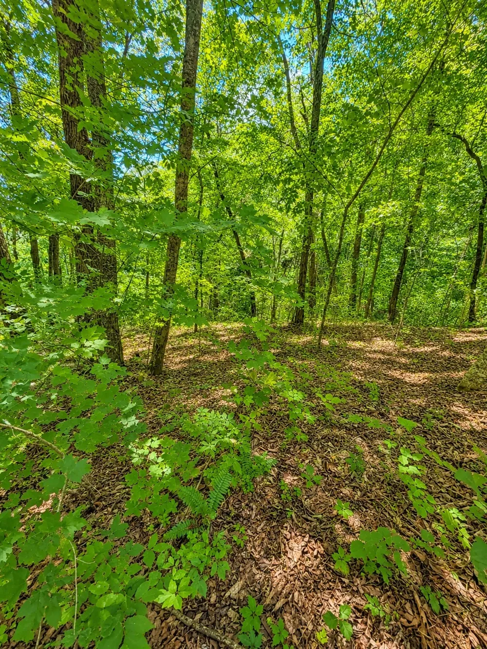 0 Woodcrest Dr Smithville, TN 37166