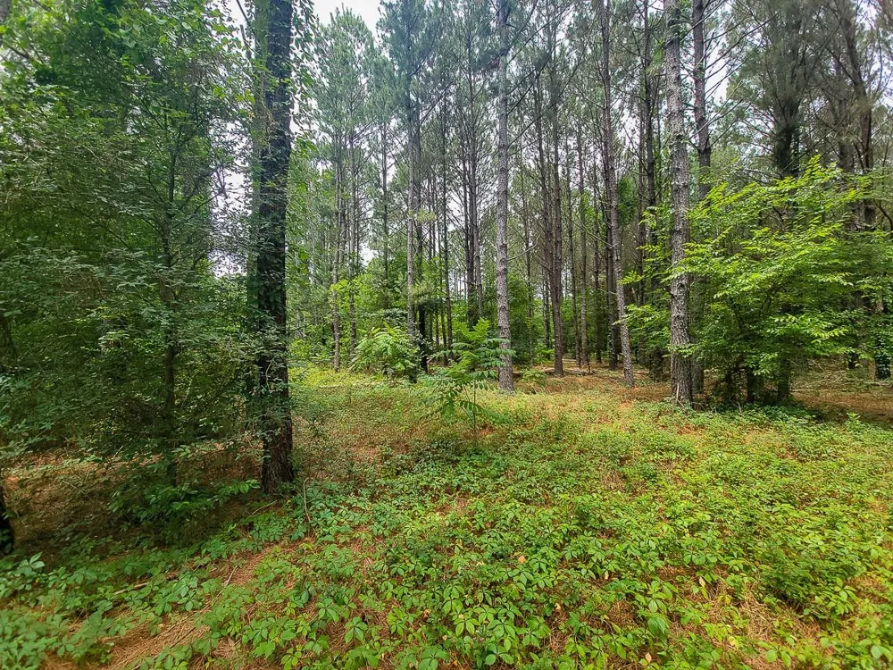 21135 Fm 1252 Winona, TX 75706