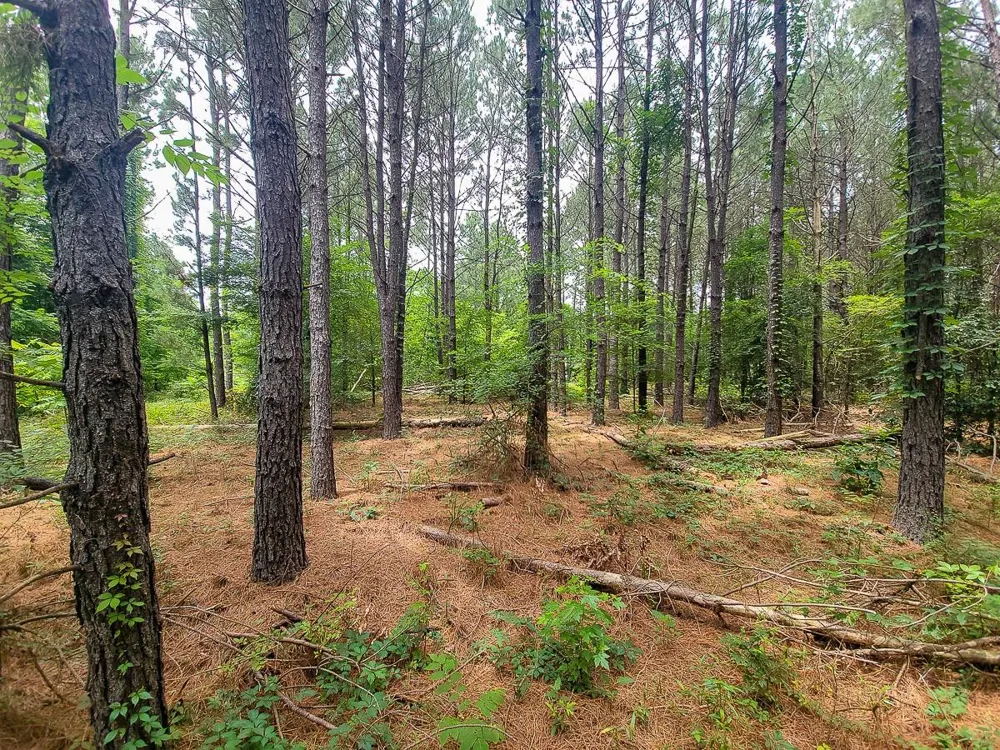 21135 Fm 1252 Winona, TX 75706