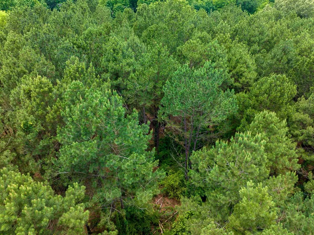 21135 Fm 1252 Winona, TX 75706