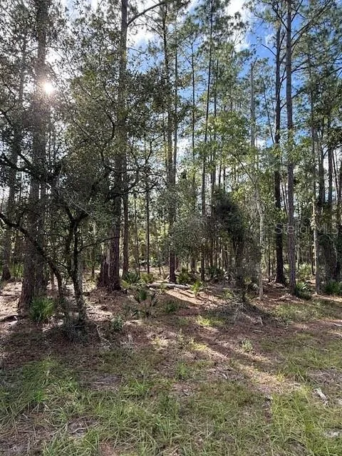 207 OCALA COURT Georgetown, FL 32139