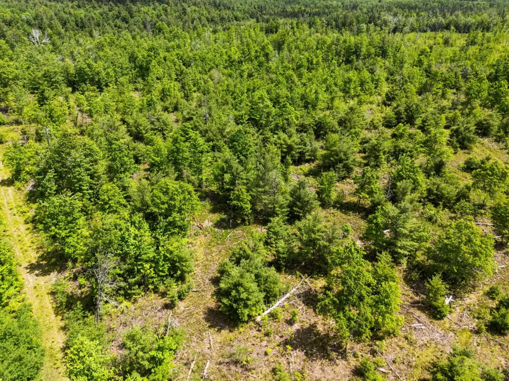 4011 W Forest Road Forest Township, MI 49651