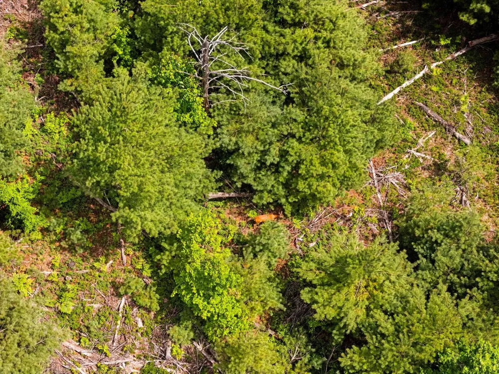 4011 W Forest Road Forest Township, MI 49651