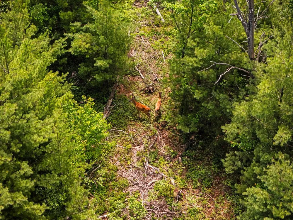 4011 W Forest Road Forest Township, MI 49651