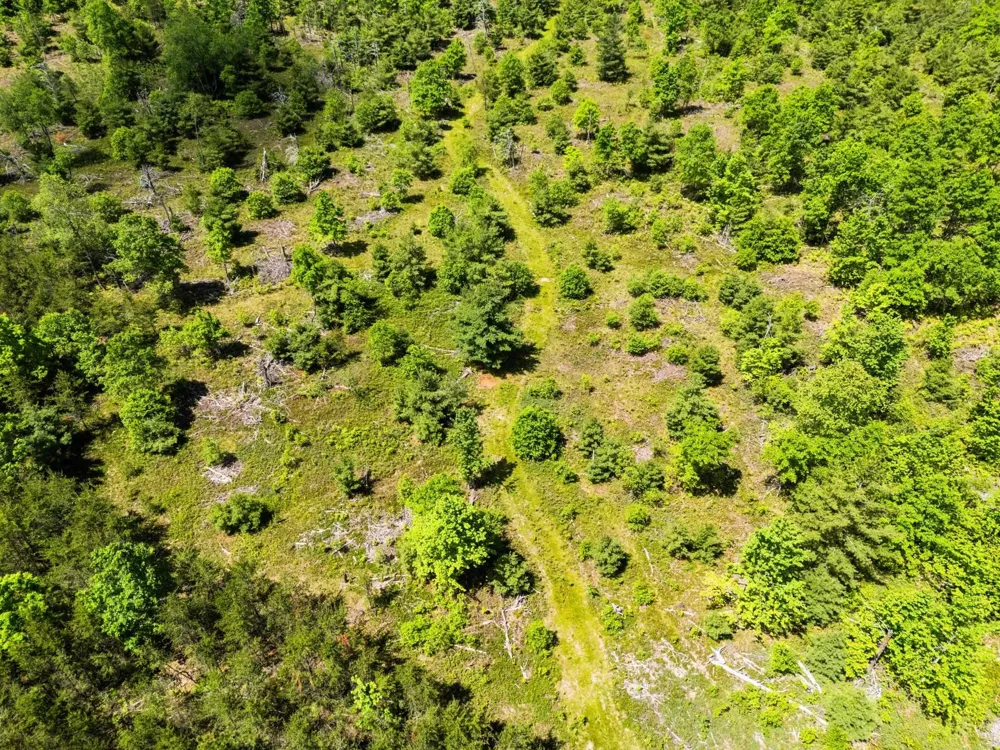 4011 W Forest Road Forest Township, MI 49651