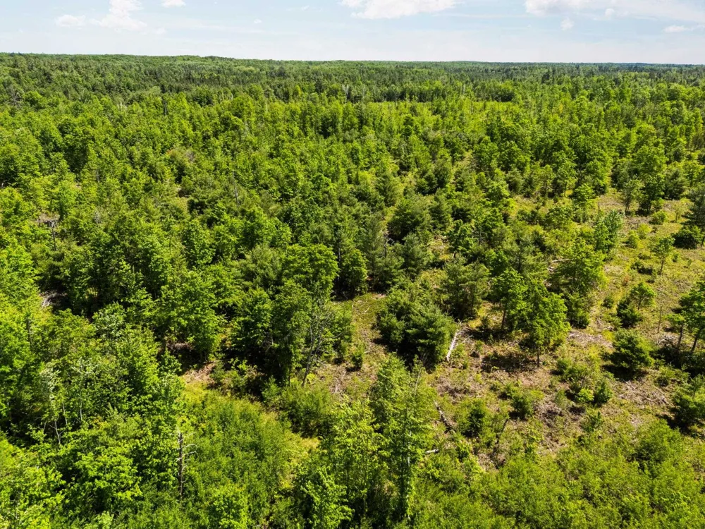 4011 W Forest Road Forest Township, MI 49651