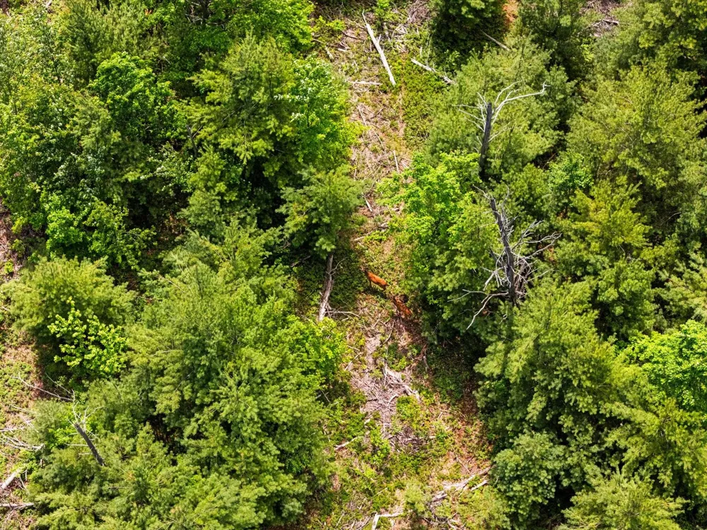 4011 W Forest Road Forest Township, MI 49651