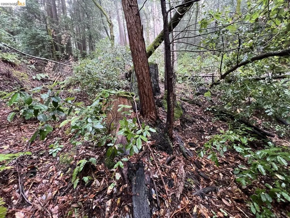 Deer Trail WAY Scotts Valley, CA 95066