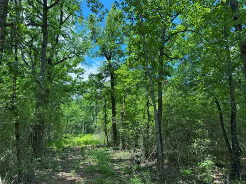 Cr 295