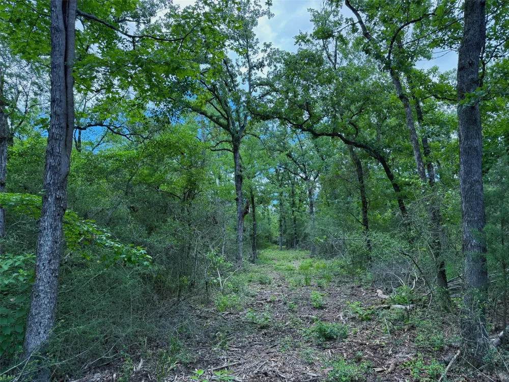 Cr 295 Oakwood, TX 75855