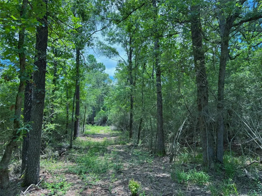 Cr 295 Oakwood, TX 75855