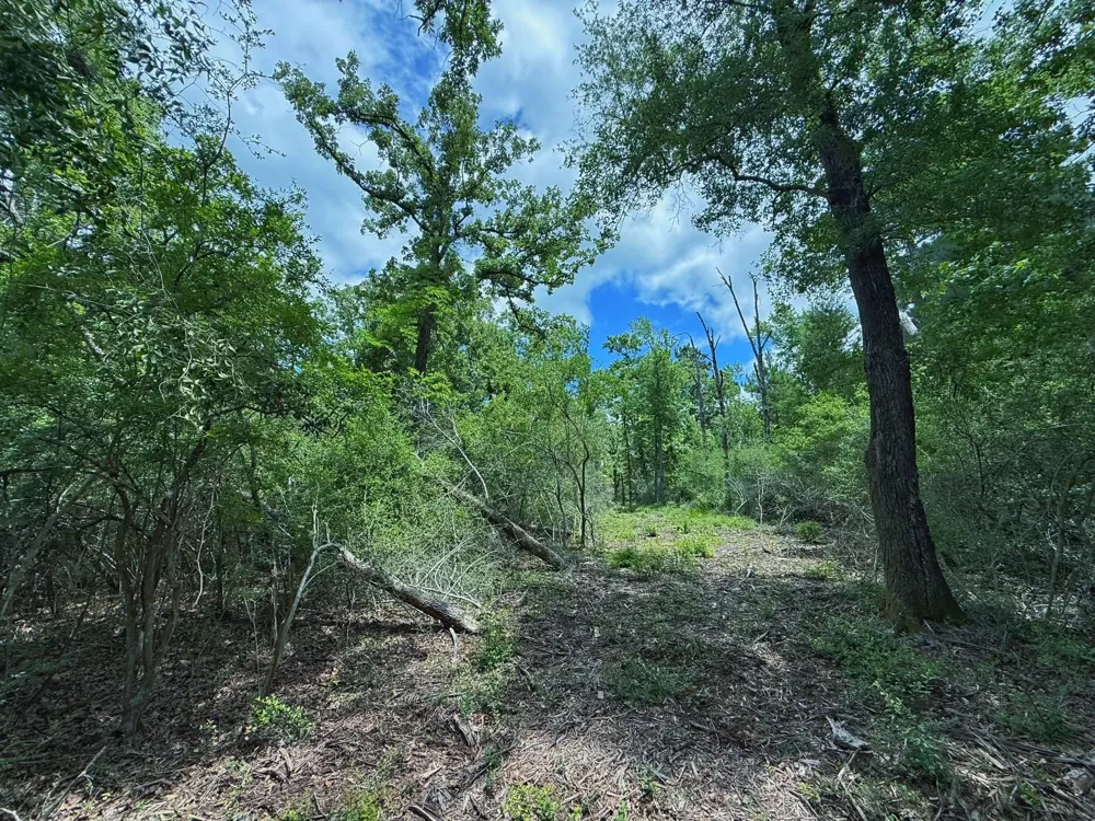Cr 295 Oakwood, TX 75855