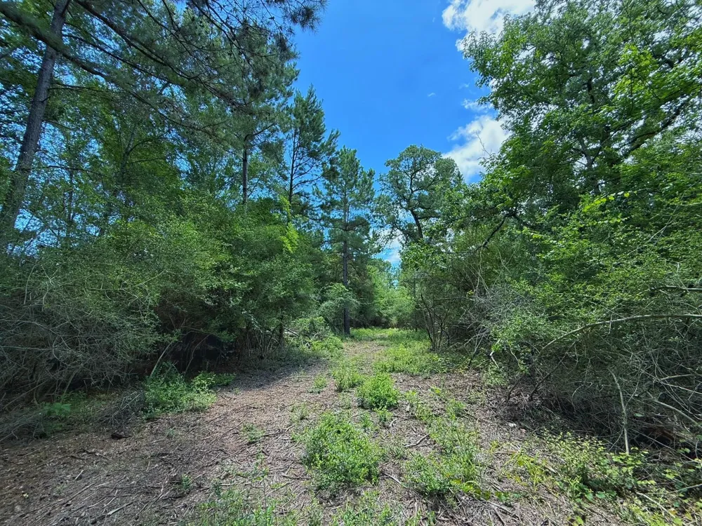Cr 295 Oakwood, TX 75855
