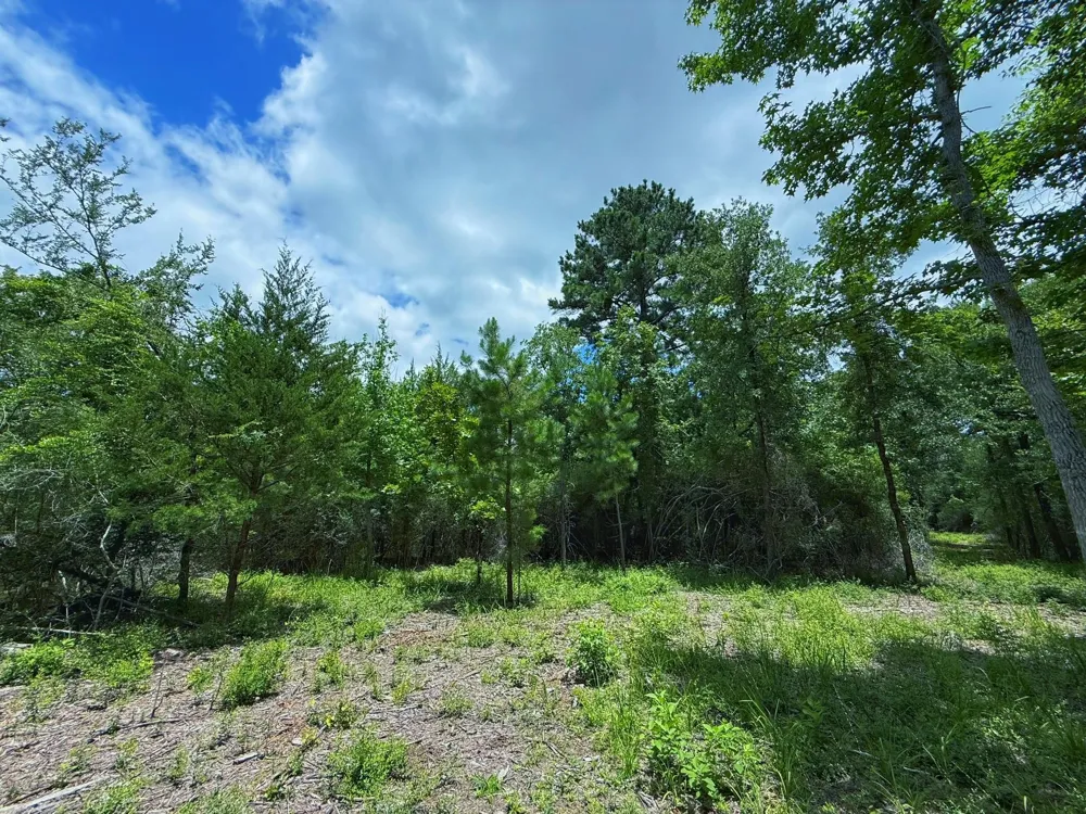 Cr 295 Oakwood, TX 75855