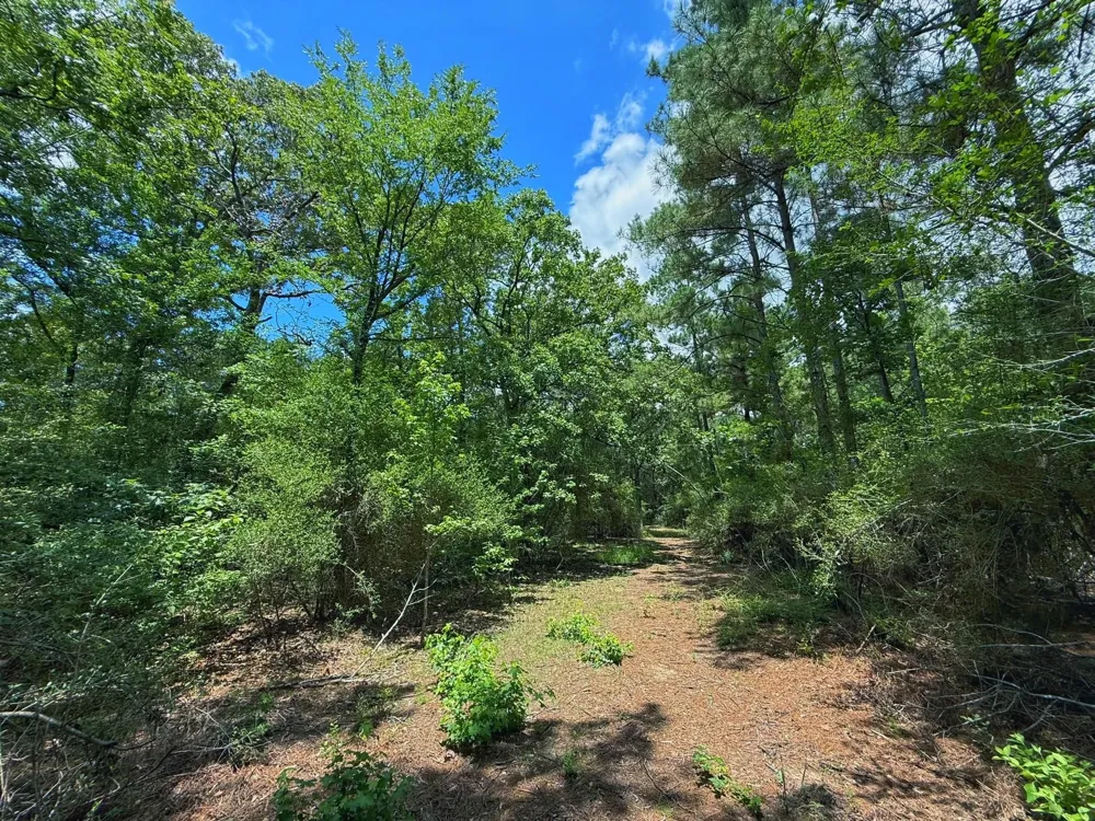 Cr 295 Oakwood, TX 75855