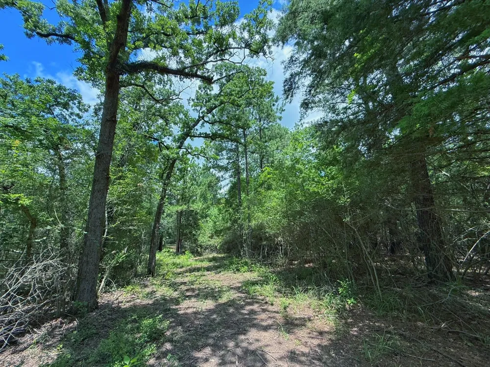Cr 295 Oakwood, TX 75855