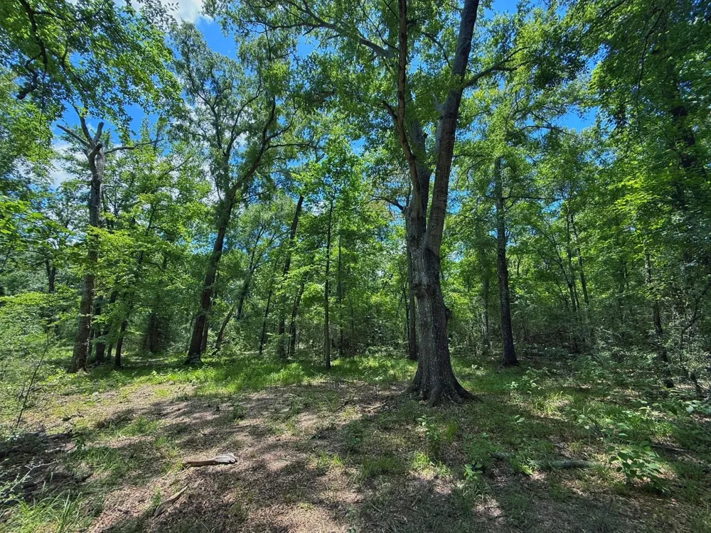 Cr 296 Oakwood, TX 75855
