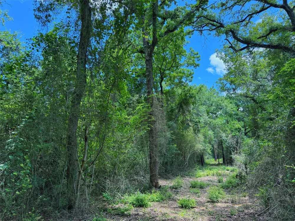Cr 296 Oakwood, TX 75855