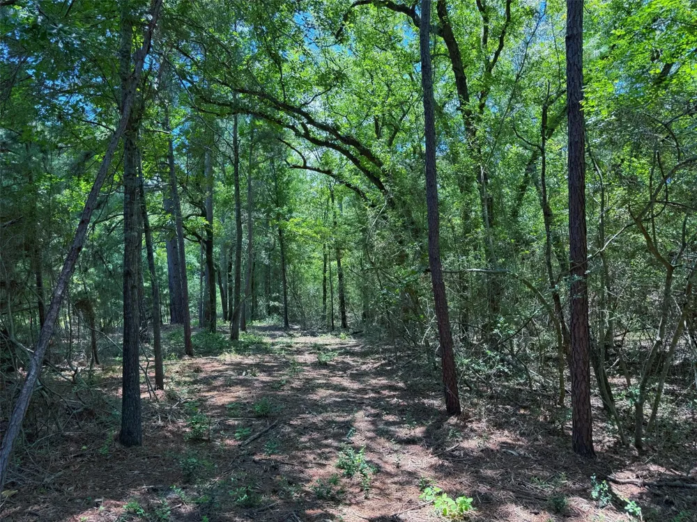 Cr 296 Oakwood, TX 75855
