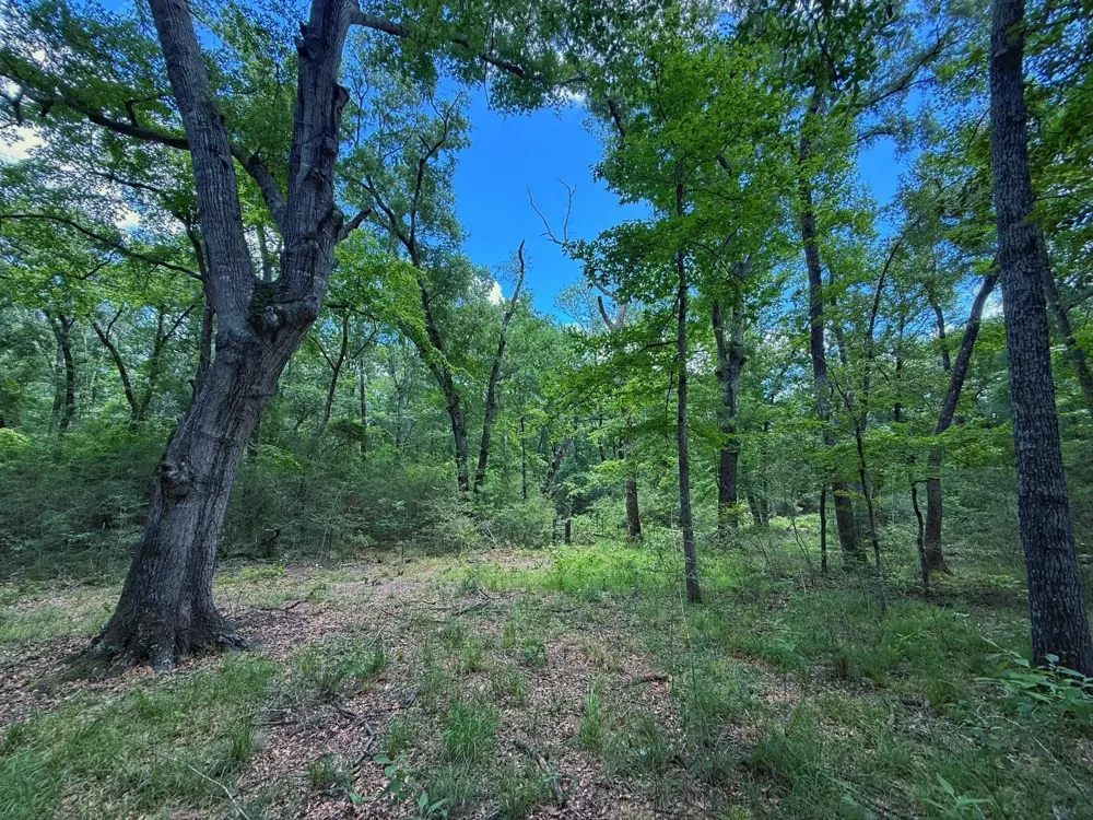 Cr 296 Oakwood, TX 75855