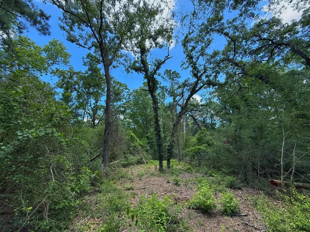 Cr 296 Oakwood, TX 75855