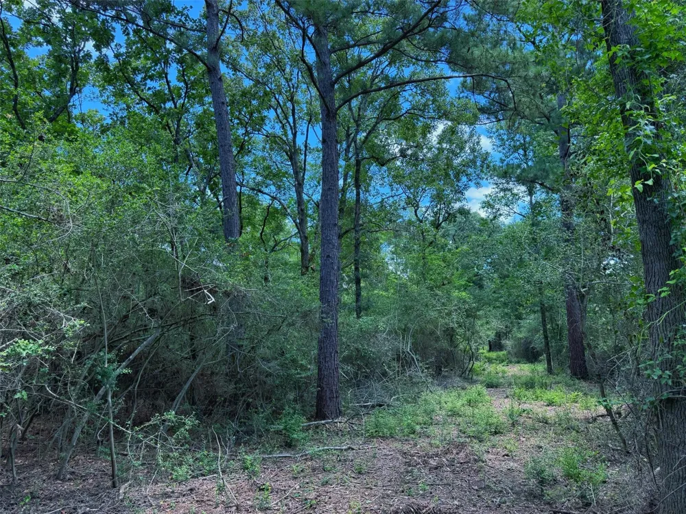 Cr 296 Oakwood, TX 75855