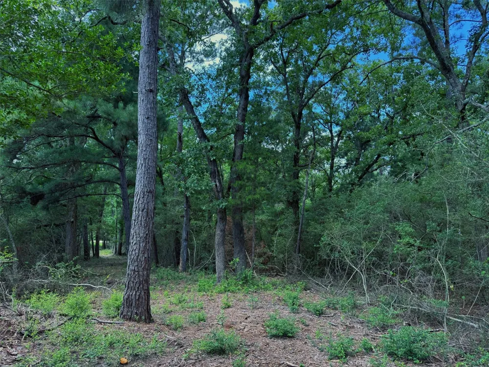 Cr 296 Oakwood, TX 75855