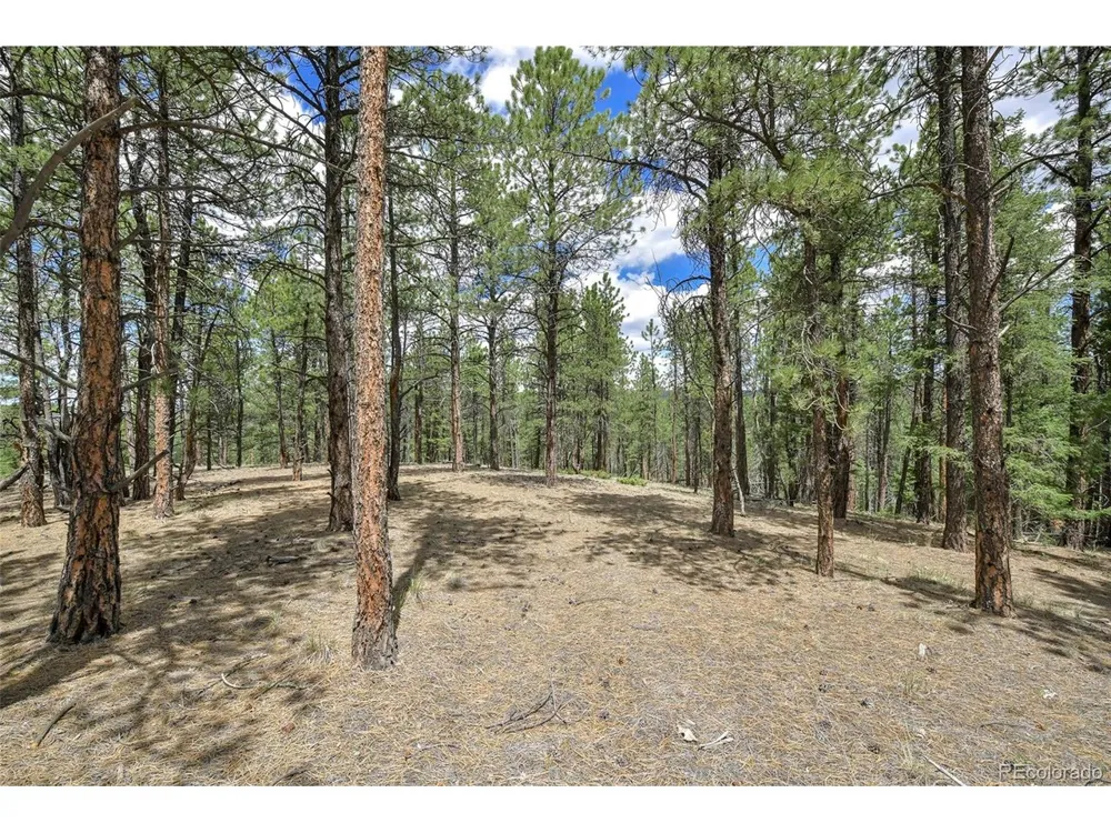 293 Badger Trail Florissant, CO 80816