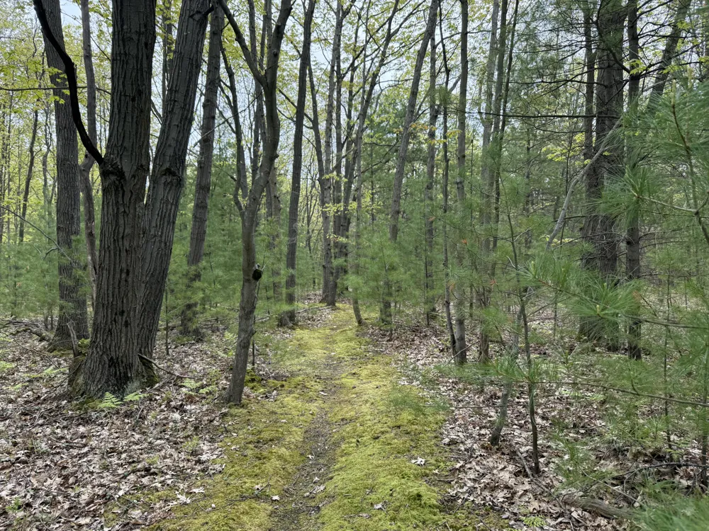 Critter Trail #Parcel C Manistee, MI 49660