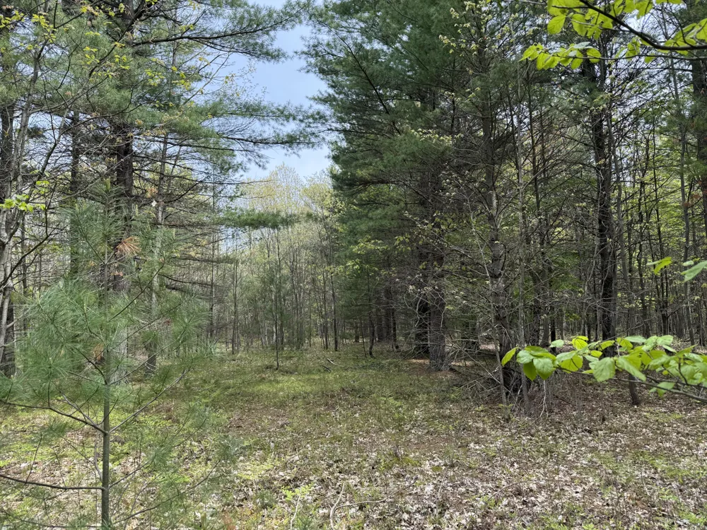 Critter Trail #Parcel C Manistee, MI 49660