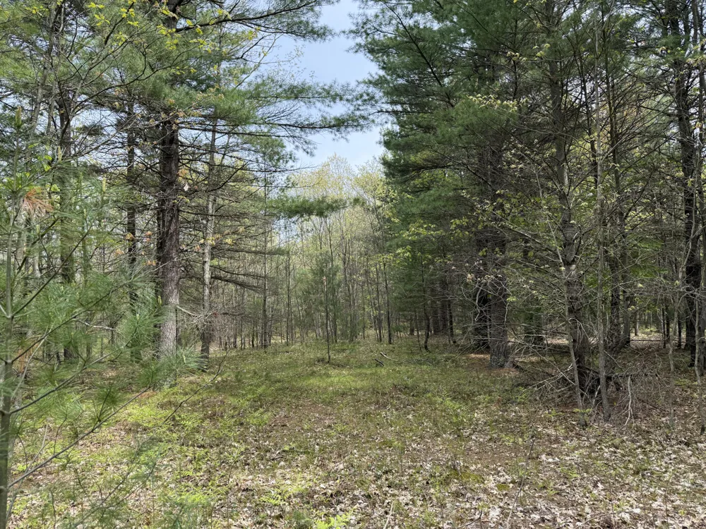 Critter Trail #Parcel C Manistee, MI 49660