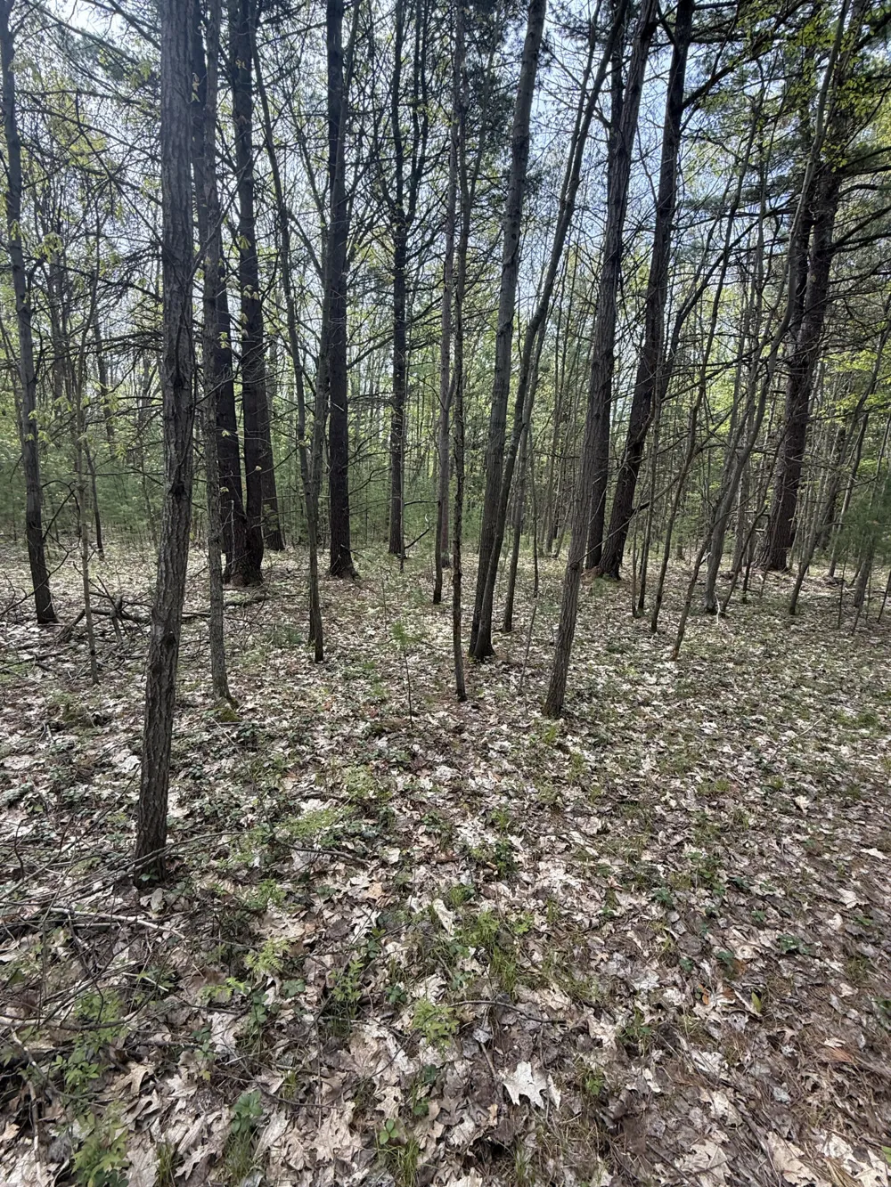 Critter Trail #Parcel C Manistee, MI 49660