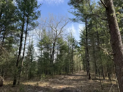 Critter Trail