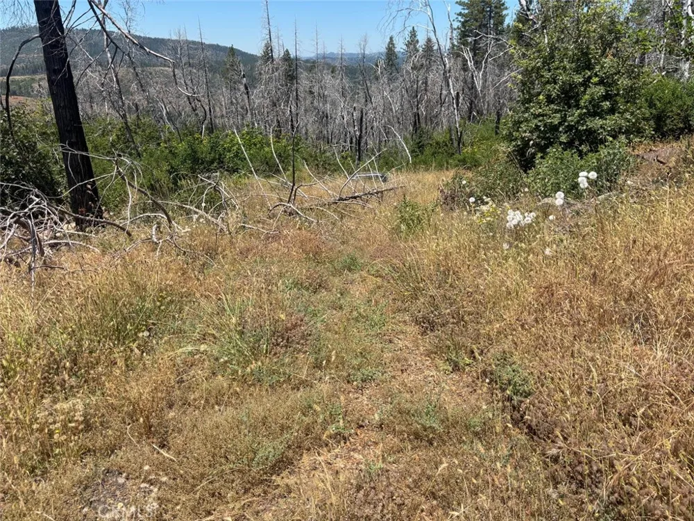 201 Pine Tree Berry Creek, CA 95916