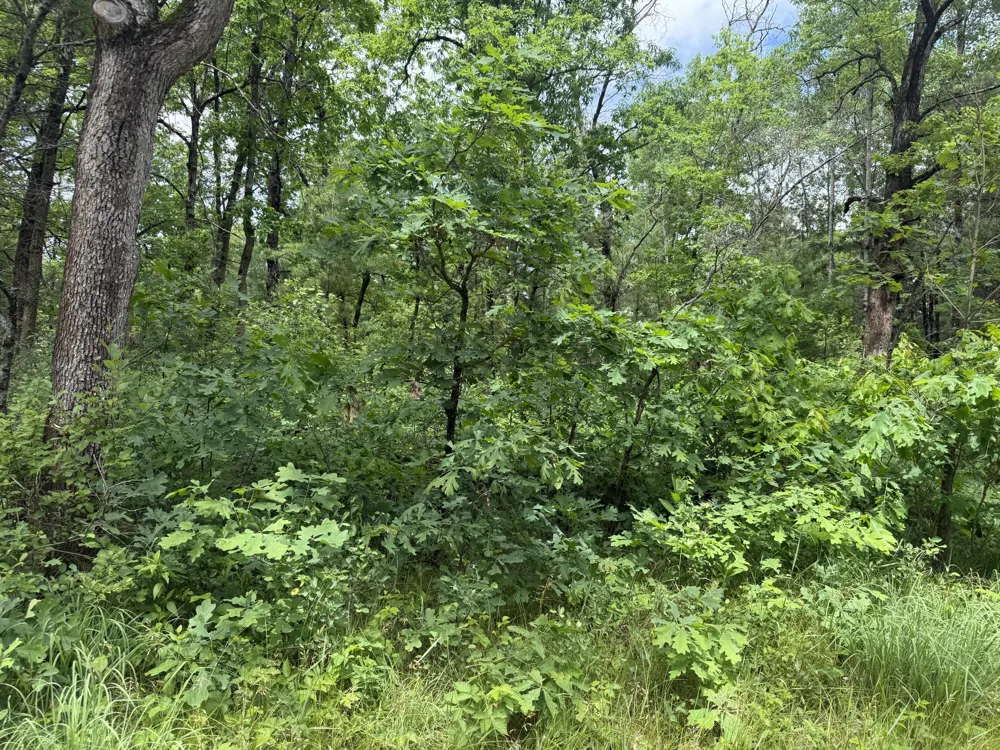 V/L Chestwood Idlewild, MI 49642