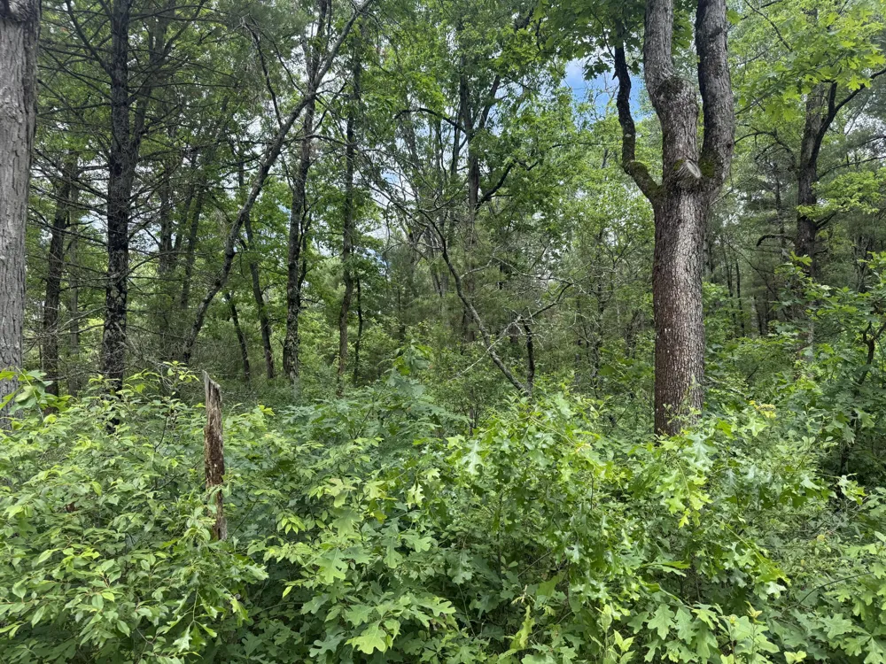 V/L Chestwood Idlewild, MI 49642
