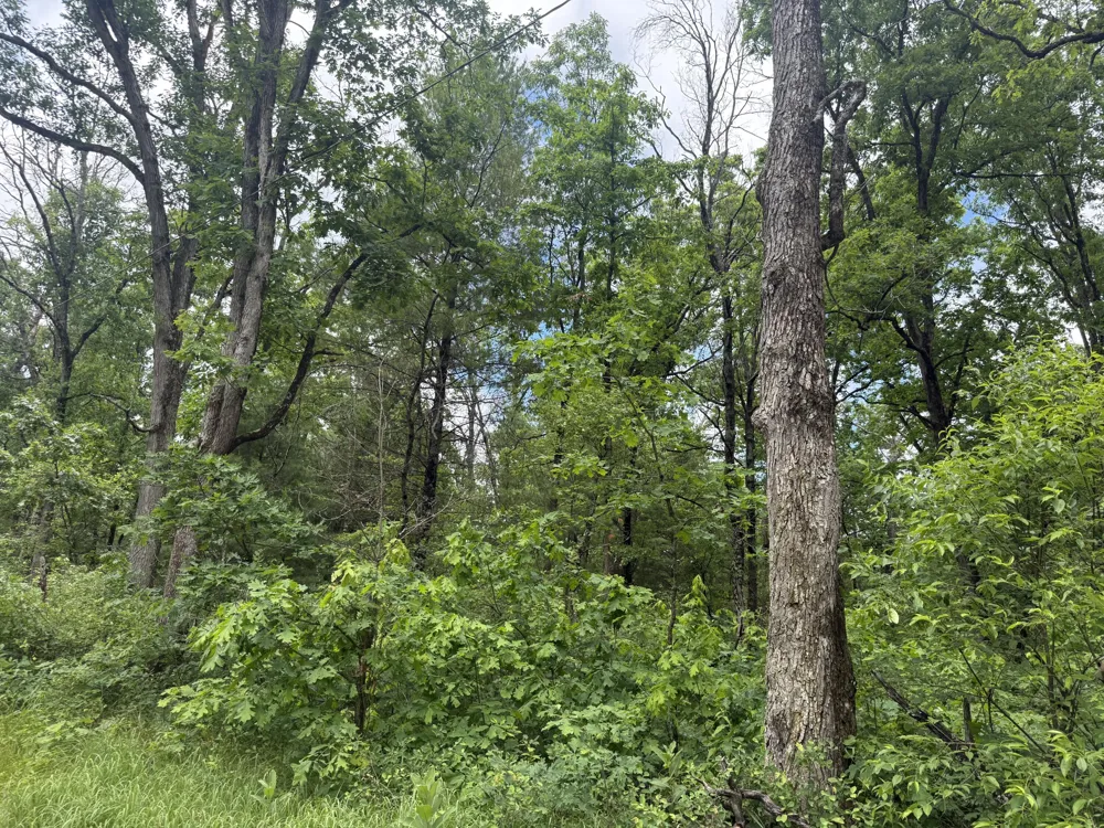 V/L Chestwood Idlewild, MI 49642