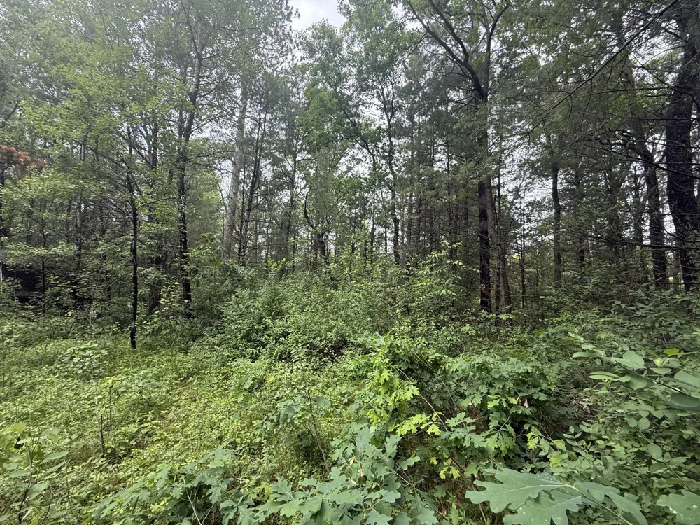 1578 Chestwood Idlewild, MI 49642