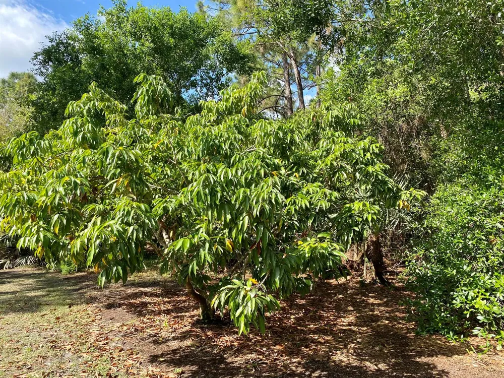 12216 184th Court Jupiter, FL 33478