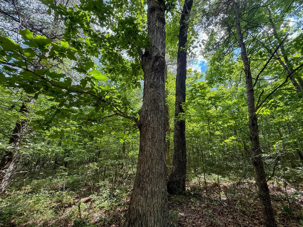 1 Maple Drive Pikeville, TN 37367