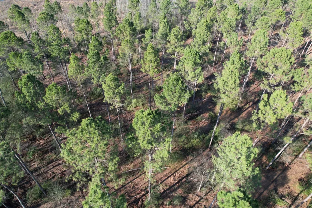 County Road 216 Beckville, TX 75631
