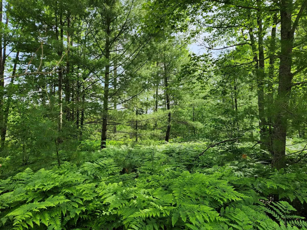 5446 Blue Lake Road, Ne Blue Lake Township, MI 49646